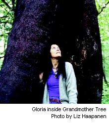 Gloria inside Grandmother Tree. Photo by Liz Haapanen