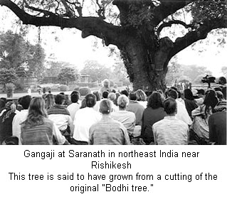 Gangaji at Saranath in northeast India near Rishikesh. This tree is said to have grown from a cutting of the original Bodhi Tree.