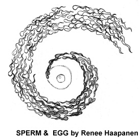 SPERM & EGG by Renee Haapanen