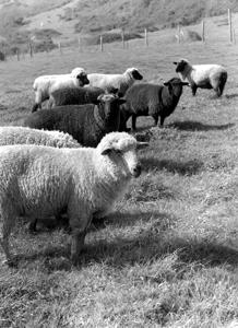 Sheep