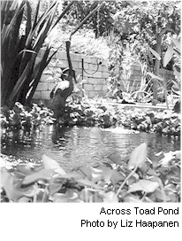 Across Toad Pond. Photo by Liz Haapanen