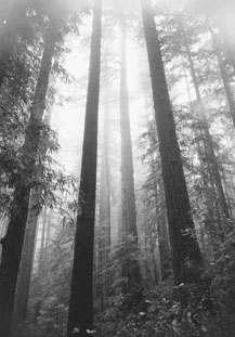 Owl Creek