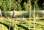 Community Garden, City of 10,000 Buddas, Talmage