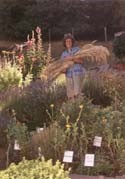 Carol Cox, Pine Mountain