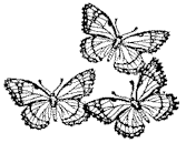 butterfly